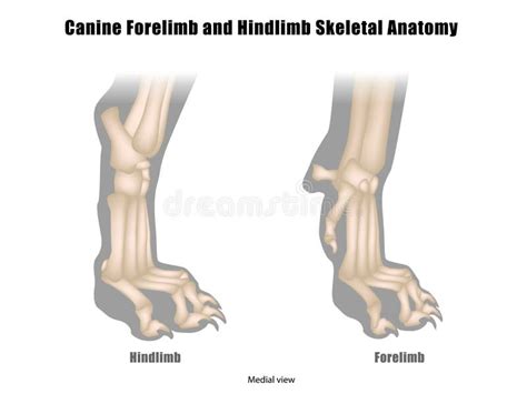 Anatomy Of Dog Paws With Forelimb And Hindlimb Bones Canine Paws