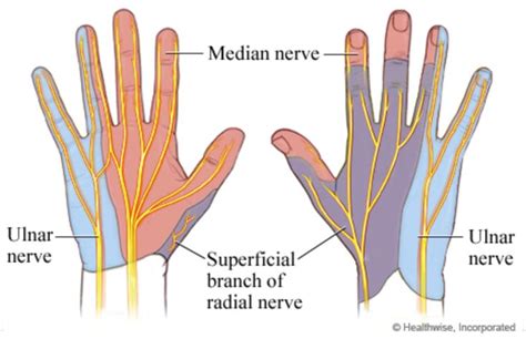 Wrist Hand And Joint Problems Median Nerve Nerve Anatomy Ulnar Nerve