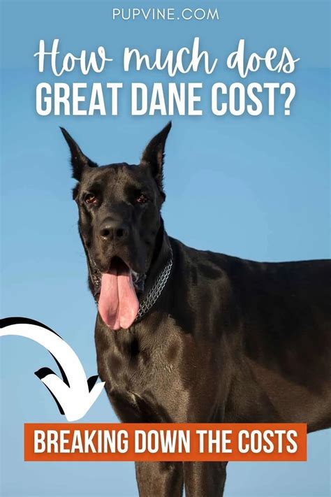 Are Great Danes Expensive