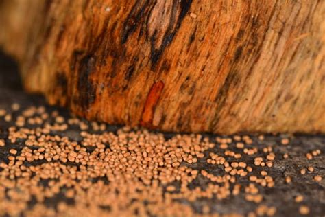 Drywood Termite Stock Photos Pictures And Royalty Free Images Istock