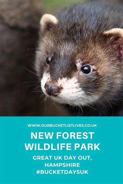 New Forest Wildlife Park Where To Go With Kids Hampshire Forest