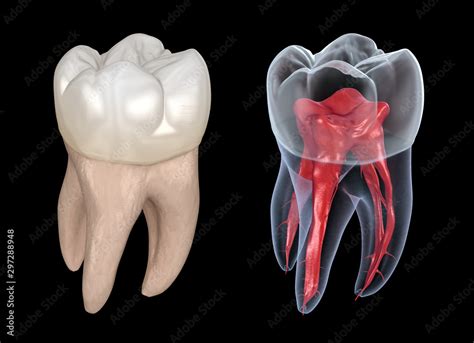 Dental Root Anatomy First Maxillary Molar Tooth Medically Accurate