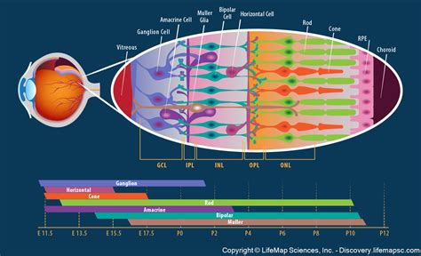The Cellular Structure Of The Retina Infographic Lifemap