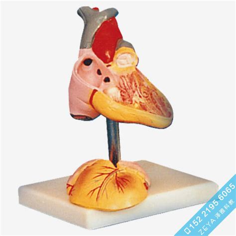 儿童心脏解剖放大模型 高级人体解剖医学模型 医学教学训练模型 泽雅科教