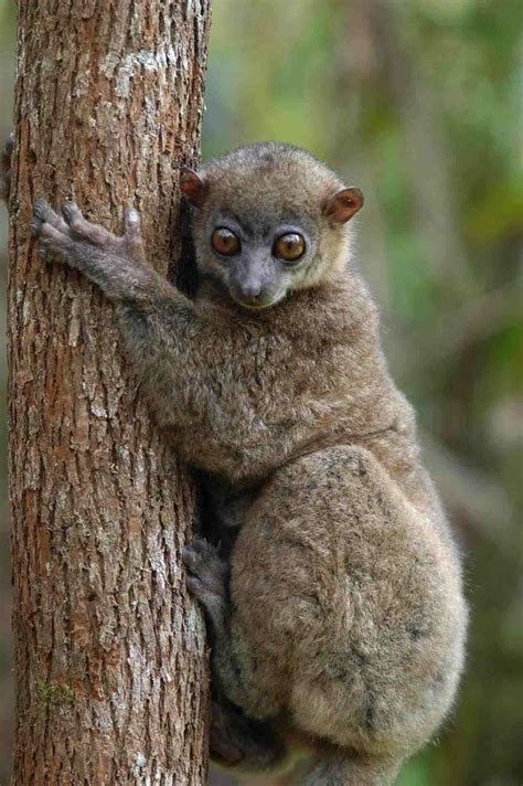 Sportive Lemur Alchetron The Free Social Encyclopedia