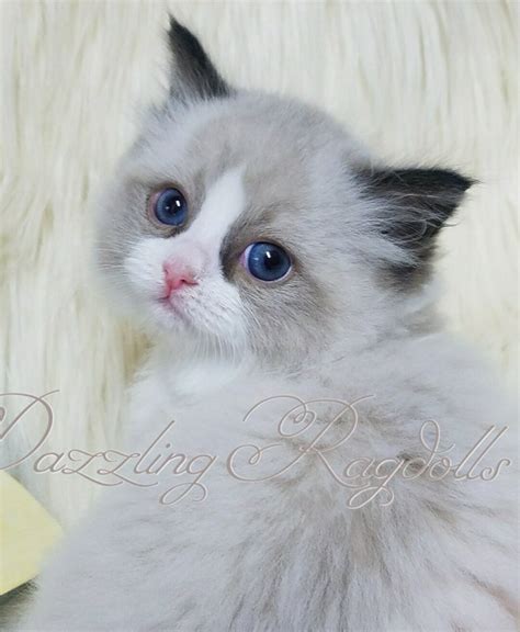 Dazzling Ragdolls Kittens Nursery Page