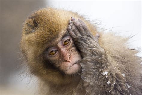 Huh Photographer Captures Funny Photo As Muddled Monkey Strikes A Confused Pose For The Camera