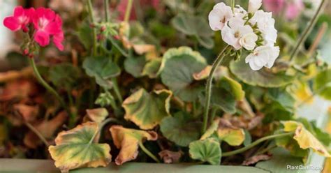 How To Control Fungus Rust On Geraniums Today Headline