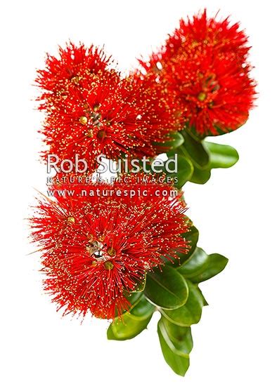 Red Pohutukawa Flowers Myrtaceae Metrosideros Excelsa New Zealand