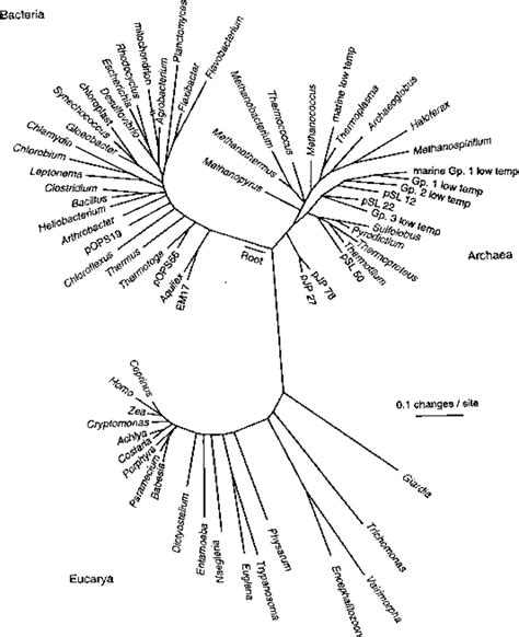 Phylogenetic Tree Showing The Three Domains Of Life Archaea Bacteria