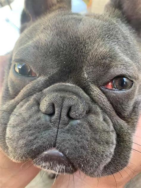French Bulldog Cherry Eye Explained Causes And How To Treat
