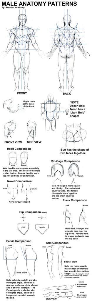 Male Anatomy Diagram Drawing Human Anatomy Fundamentals Muscles And