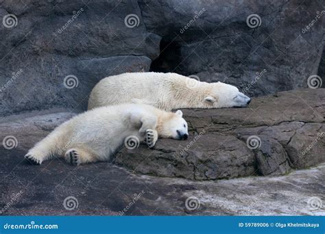 Polar Bears Sleeping Stock Photo Image Of Ocean Peaceful 59789006