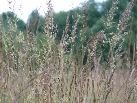 Sorghastrum Nutans Indian Grass Per Oz Michigan Wildflower Farm