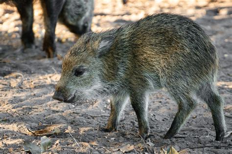 Top 6 Wild Pigs In Arizona Hottest Dont Miss Bss News