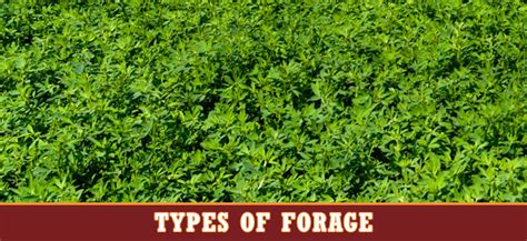 Types Of Forage Stampede Premium Forage Consistently Consistent