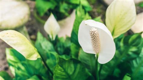 Why Are My Peace Lily Flowers Turning Green Smart Garden Guide