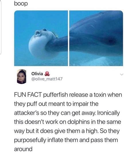 The Best Pufferfish Memes Memedroid