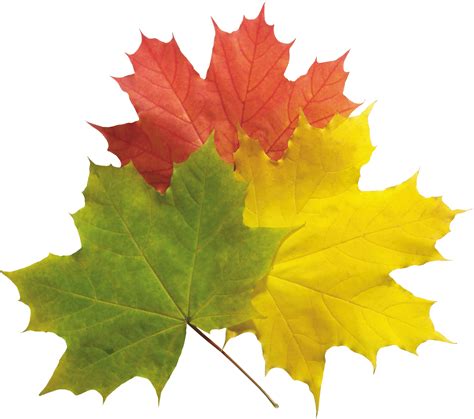 Download Autumn Png Leaves HQ PNG Image | FreePNGImg png image
