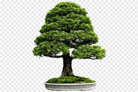Namun, material ini akan mudah rusak jika diletakkan di luar ruangan dalam jangka waktu lama. Pot Bunga Pohon bonsai dalam ruangan, pohon, rumput ...