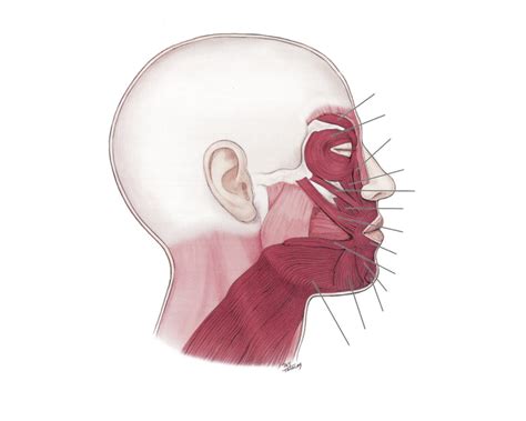 Muscles Of Facial Expression Lateral Diagram Quizlet