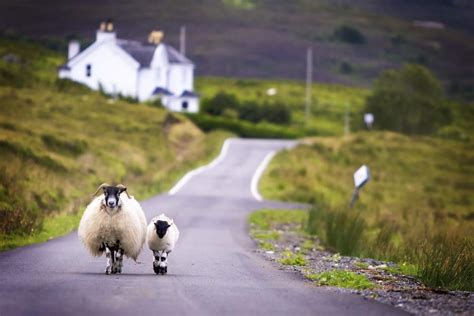 Sheep Taking A Stroll On The Isle Of Skye Scotland Insight Guides Blog