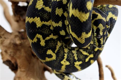 Jungle Carpet Python - Other Pythons - Snakes - Reptiles