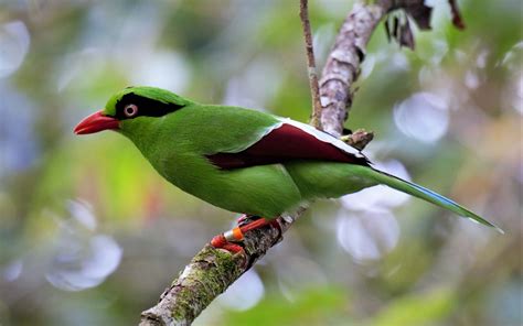 Borneo Birding Tours Birding Ecotours