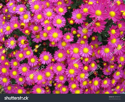Bright Pink Fall Flowers With Yellow Centers Stock Photo 39784741