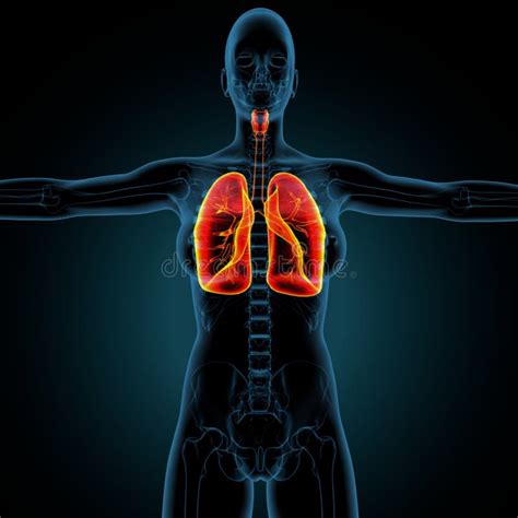 D Illustrazione Dell Anatomia Del Sistema Respiratorio Umano Dei Polmoni Illustrazione Di Stock