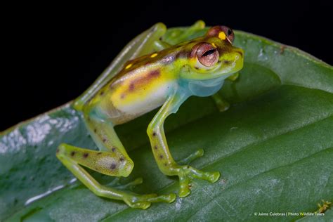 The Worlds Prettiest Glass Frog Rediscovered At Manduriacu Reserve