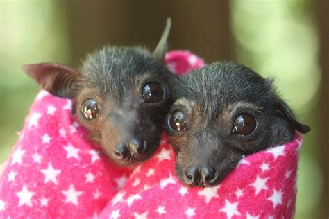 Orphaned Baby Spectacled Flying Foxes Rbatty