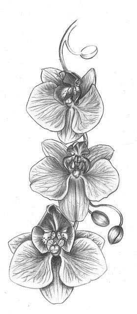 See more ideas about orchids, flower drawing, orchid drawing. Free illustration: Orchid, Flower, Drawing - Free Image on Pixabay - 988503