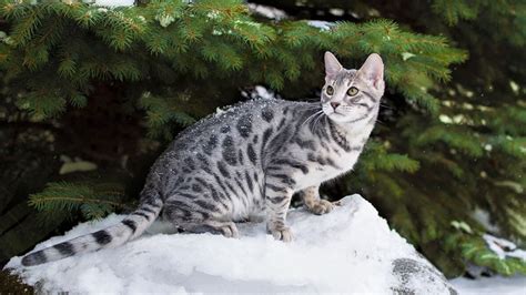 Kucing ini berasal dari california, amerika serikat. Harga Kucing Bengal Abu Abu - Moa Gambar