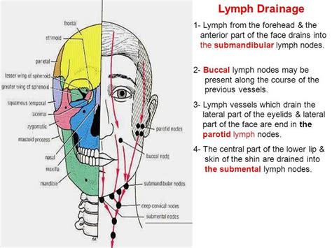 Lymphatic System Diagram Face