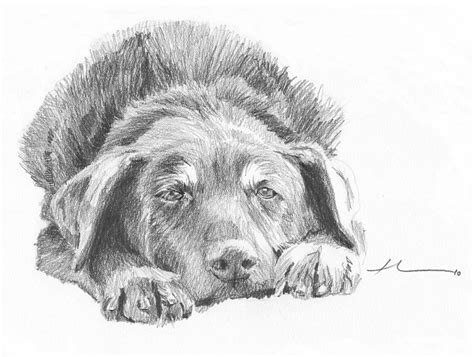 Mutt Pencil Portrait Drawing By Mike Theuer Pixels