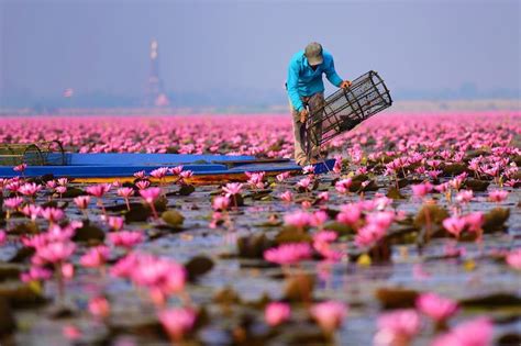 All You Need To Know About Red Lotus Lake In Northeastern Thailand