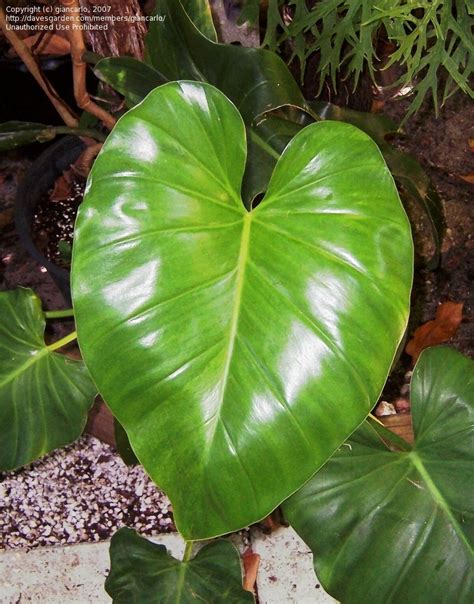 Plantfiles Pictures Philodendron Species Giant Philodendron