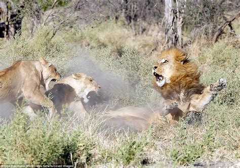 Male Lion Attacked By Females After Being Away From Pride Daily Mail
