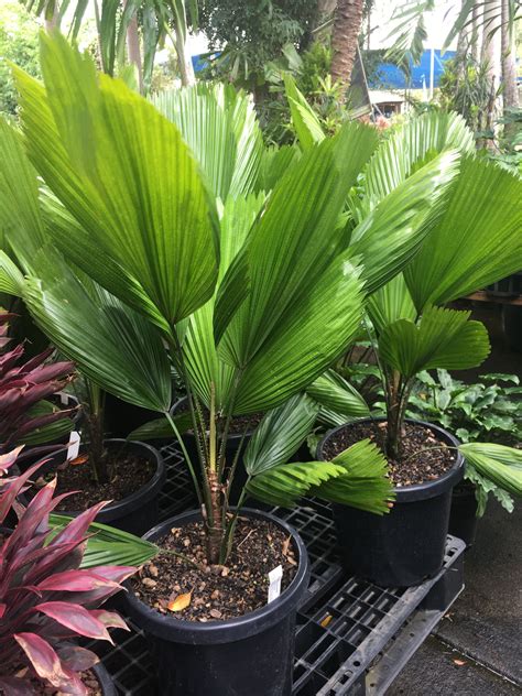 Identify My Palm Plant