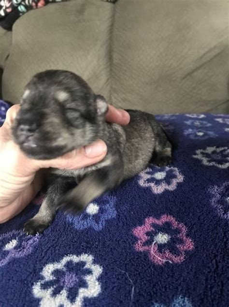 Find miniature schnauzer puppies and dogs for adoption today! Miniature Schnauzer puppy dog for sale in Mitchell, Indiana