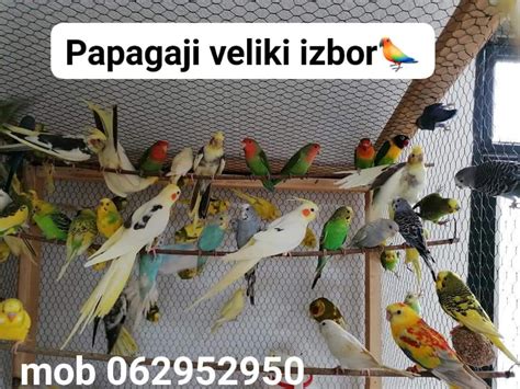 Papagaji Kavezi Hrana Itd Ptice Olx Ba