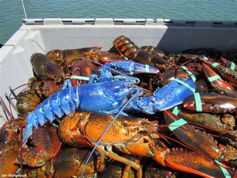 Blue Lobster Lobster Blue Crab