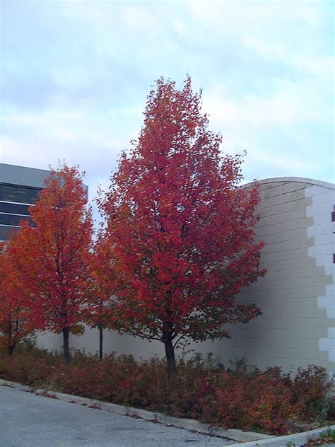 Bradford pear trees are popular landscape specimens, but seek sturdier alternatives. Chanticleer Ornamental Pear (Pyrus calleryana 'Chanticleer ...