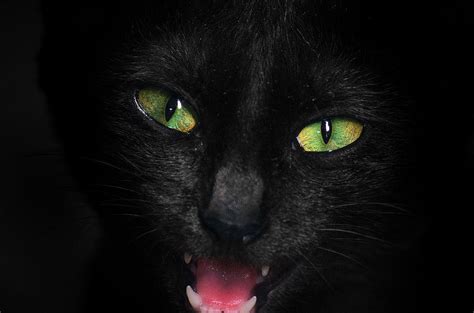 Angry Black Cat Photograph By Malcolm Clint Bagnol