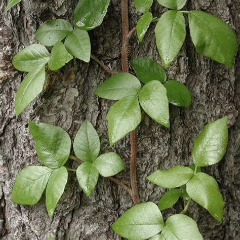 Poison Ivy Growing More Potent Than Ever