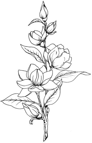 This is a line drawing technique used to paint this flower on black paper. Beccy's Place: Magnolia