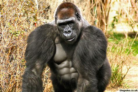 Widespread Steroid Abuse Amongst Zoo Gorillas The Poke