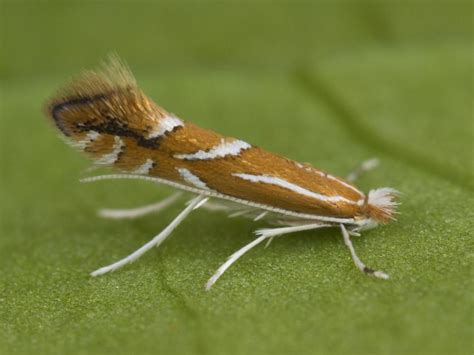 http://www.norfolkmoths.co.uk/micros.php?bf=3321