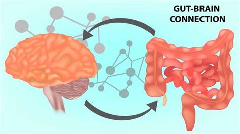 the gut brain connection and your mental health wellness weight management and psychiatric